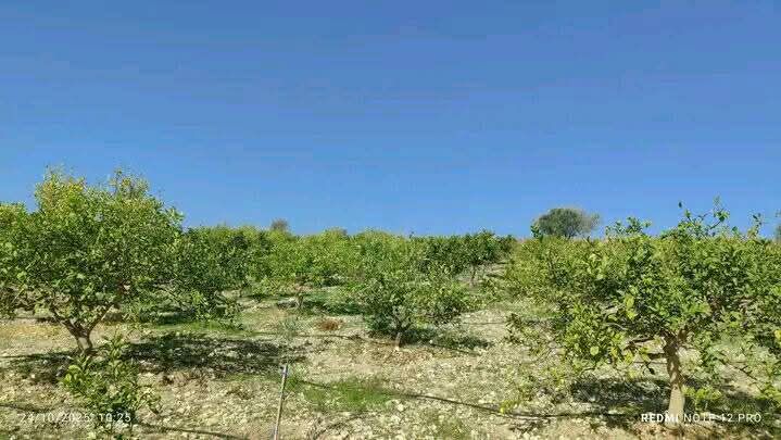 أرض - عين البيضا