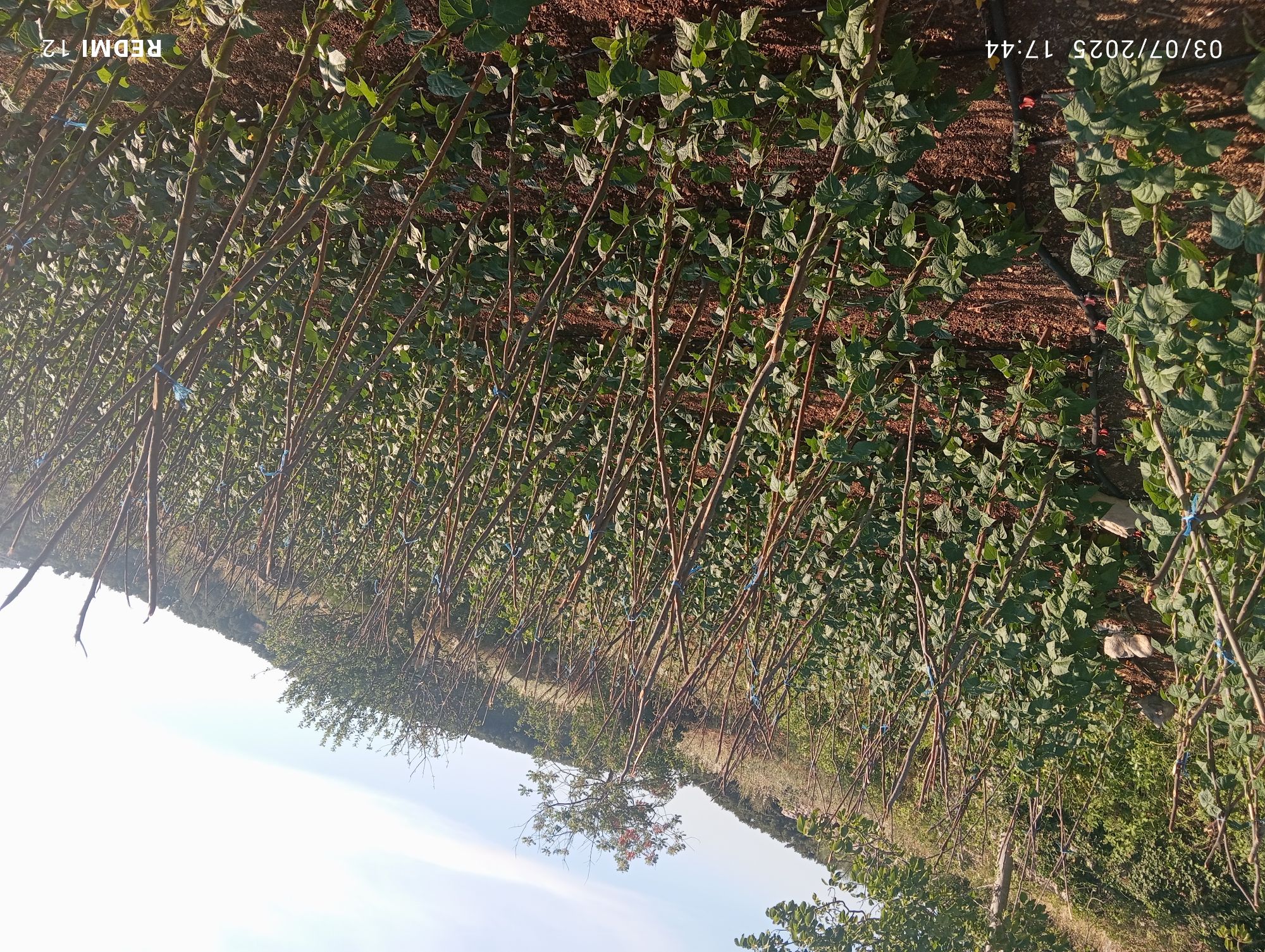 ارض للبيع    في منطقة صلنفة